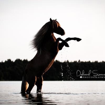 Zwart-Wit Paard Water | 20 Portfolio Deborah Swaans 